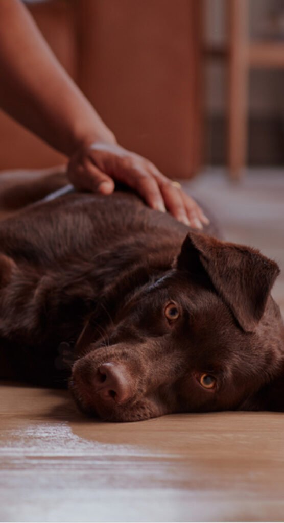 Top Pet Insurance Companies in Europe and Their Insurance Quotes